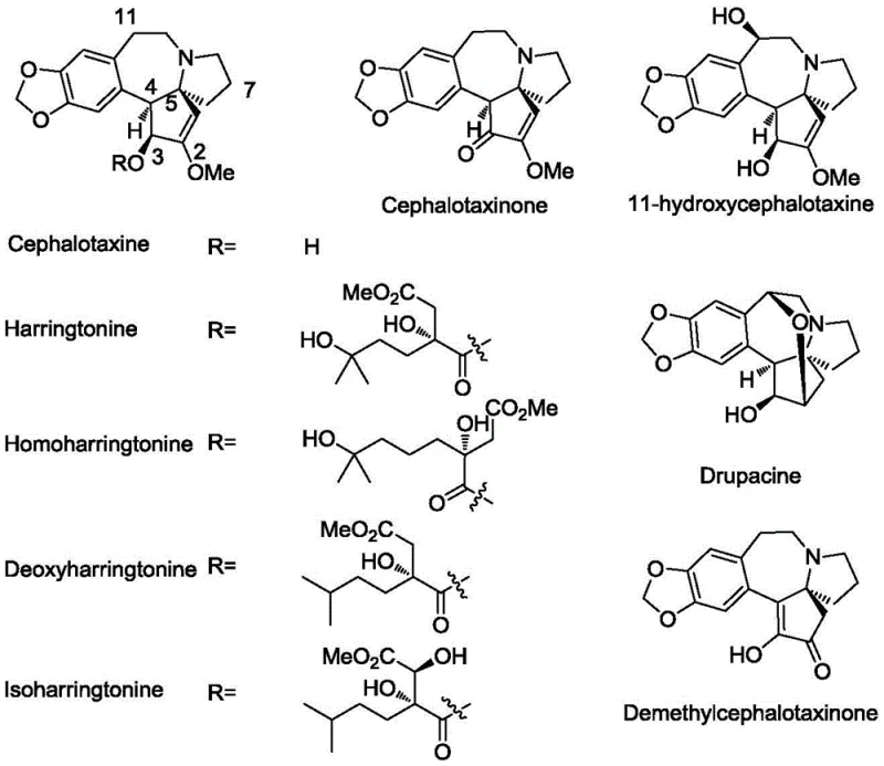 Chemical structures of Cephalotaxine family members including Harringtonine and Homoharringtonine
