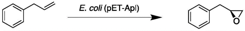 General reaction scheme for the biocatalytic asymmetric epoxidation of allylbenzene to (S)-3-phenyl-1,2-epoxypropane using E. coli (pET-Apl)