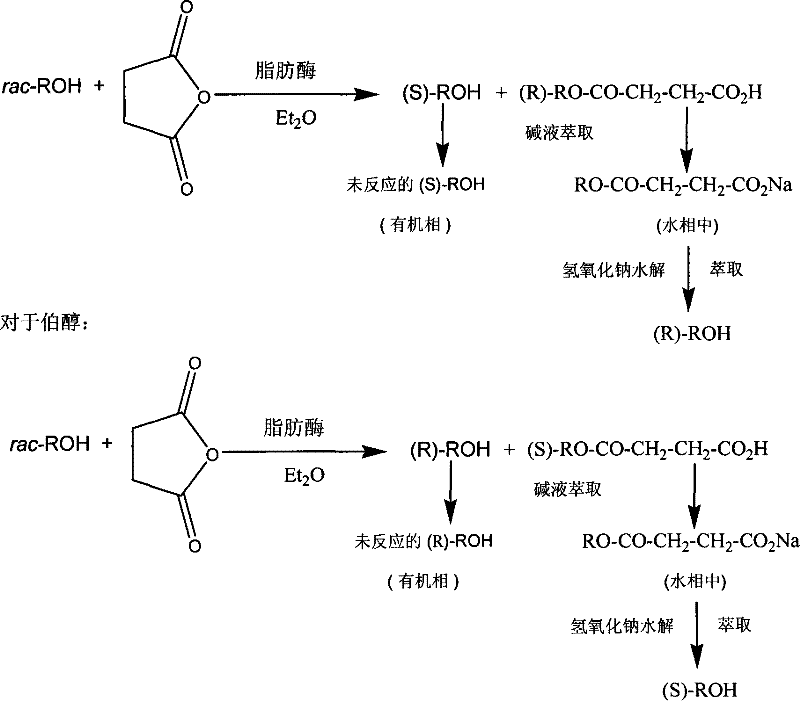 Reaction scheme showing lipase-catalyzed resolution of racemic alcohols using succinic anhydride to produce chiral alcohols and esters