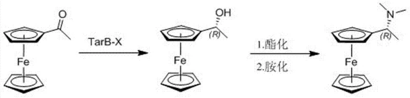 Reaction scheme showing asymmetric reduction of acetylferrocene to chiral alcohol and subsequent one-pot conversion to amine