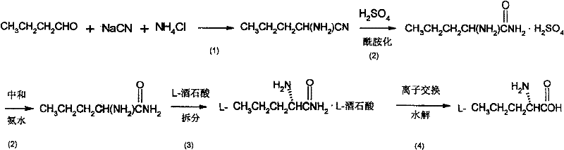 Complete synthetic route for Chiral Norvaline showing Strecker synthesis, amidation, and chiral resolution steps