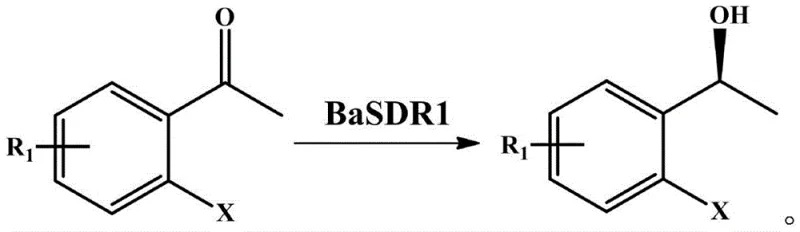 Biocatalytic reaction scheme showing the asymmetric reduction of ortho-halogenated acetophenone to chiral alcohol using BaSDR1