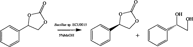 Asymmetric hydrolysis of phenylethylene glycol cyclic carbonate to (S)-phenylethylene glycol using Bacillus sp. ECU0015
