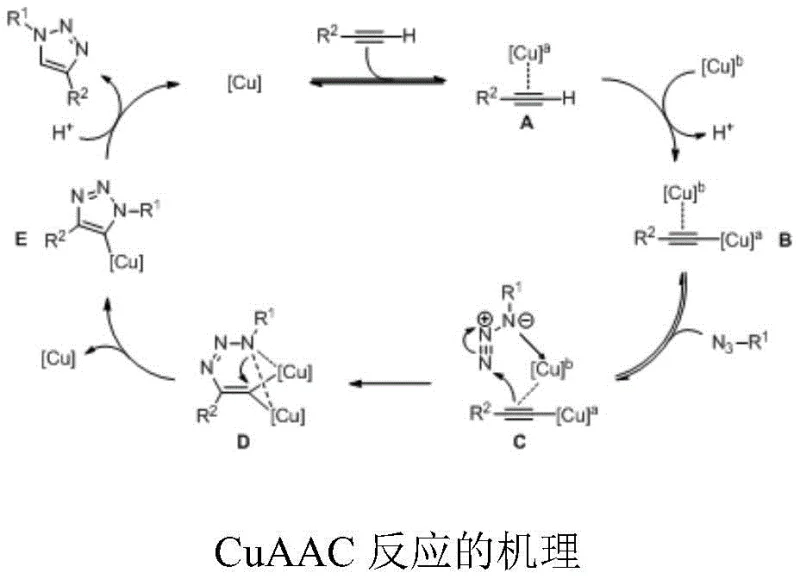 Detailed catalytic cycle mechanism showing the dual-copper involvement in the cycloaddition reaction