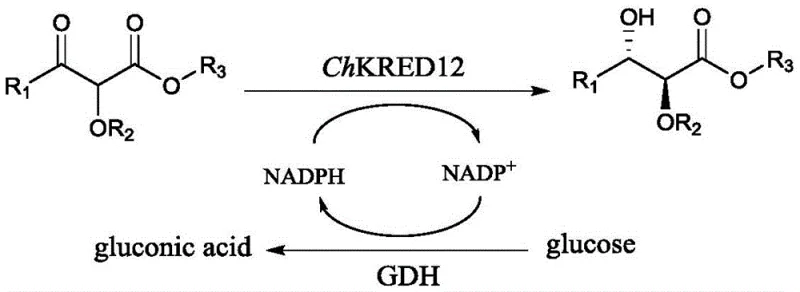 Biocatalytic cycle showing ChKRED12 reduction of alpha-alkoxy-beta-ketoester with NADPH regeneration via Glucose Dehydrogenase
