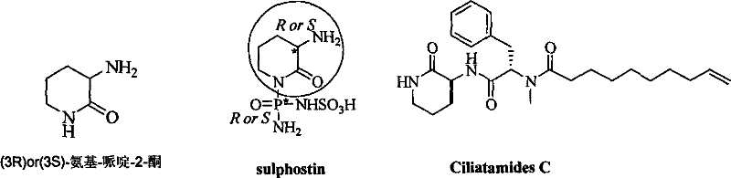 Chemical structures of key intermediates and Ciliatamides C showing the chiral piperidine core