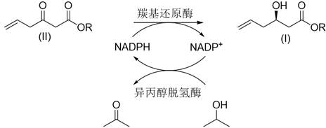 Schematic of the co-immobilized enzyme catalytic cycle showing NADPH regeneration