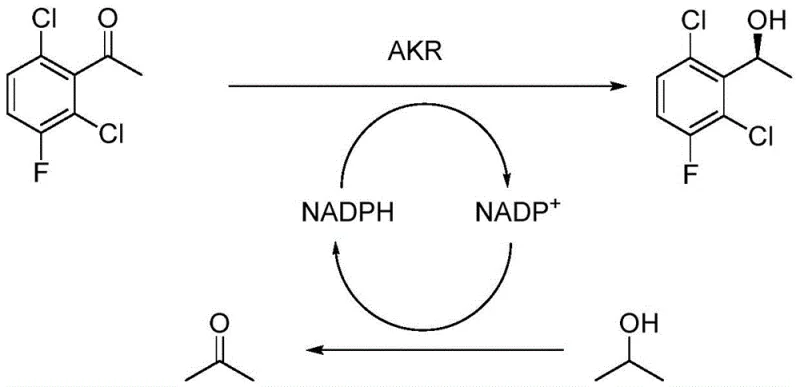 Enzymatic reaction mechanism showing AKR reduction and NADPH cofactor regeneration cycle