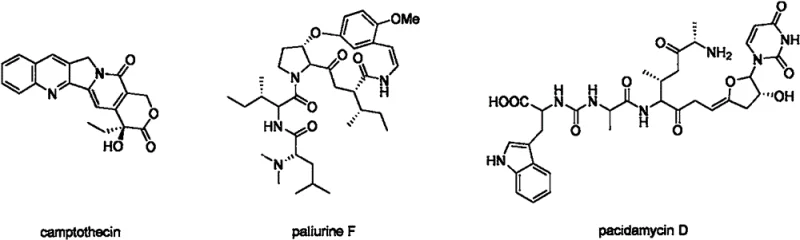 Structural examples of bioactive natural products containing enamine fragments such as camptothecin and pacidamycin D