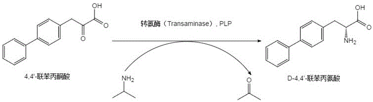 Reaction scheme showing the transaminase-catalyzed conversion of 4,4'-biphenylpyruvic acid to D-4,4'-biphenylalanine using PLP and isopropylamine
