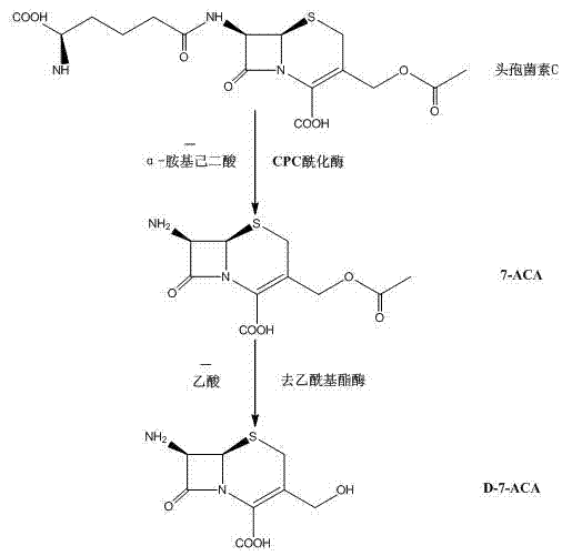 Reaction pathway showing the conversion of Cephalosporin C to 7-ACA and subsequently to D-7-ACA via enzymatic hydrolysis