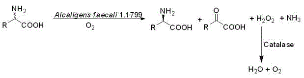 Biocatalytic deracemization of DL-amino acids using Alcaligenes faecalis showing L-amino acid oxidase and catalase activity