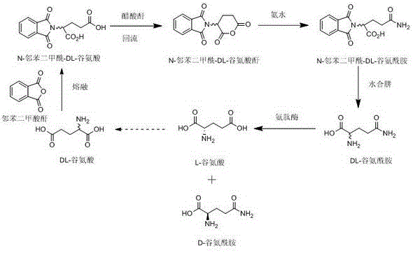 Complete chemoenzymatic reaction pathway for D-glutamine synthesis showing phthaloyl protection, anhydride formation, amidation, deprotection, and enzymatic resolution