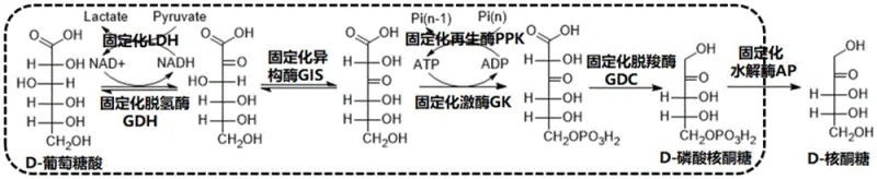 Metabolic pathway for D-ribulose production showing the multi-enzyme cascade from D-gluconic acid involving GDH, GIS, GK, GDC and coenzyme regeneration loops