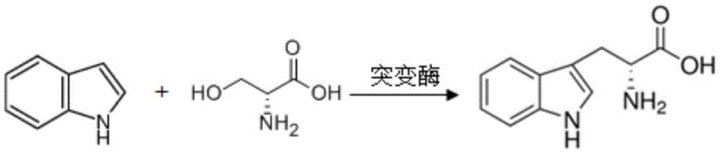 Reaction scheme showing the biocatalytic synthesis of D-Tryptophan from Indole and D-Serine using a mutant enzyme
