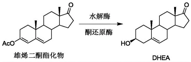 Reaction scheme showing the one-step conversion of androstenedione ester to DHEA using hydrolase and ketoreductase