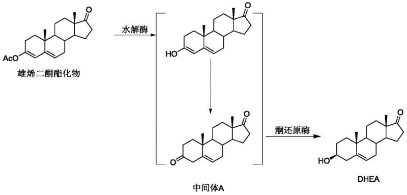 Mechanism diagram illustrating the hydrolase-ketoreductase tandem reaction preventing Intermediate A accumulation