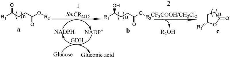 General synthetic route for lactone compounds via asymmetric reduction and cyclization