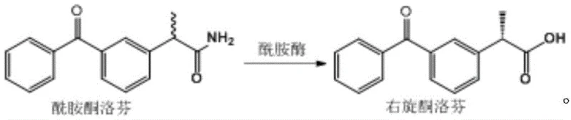 Chemical reaction scheme showing the enzymatic conversion of amide ketoprofen to dexketoprofen using Klebsiella amidase