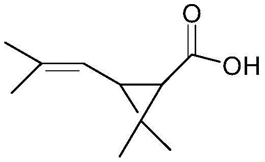 Chemical structure of Chrysanthemic Acid showing the cyclopropane ring and carboxylic acid group