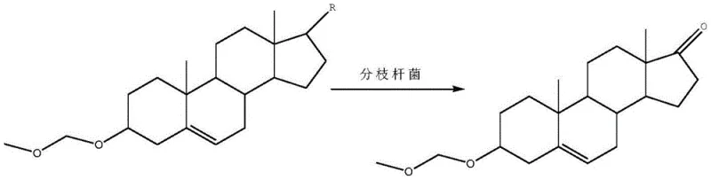 Biotransformation reaction formula showing the conversion of protected phytosterol to DHEA precursor