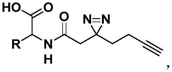 General chemical structure of diaziridine-containing amino acid compounds L6, L7, and L8 showing the variable R group