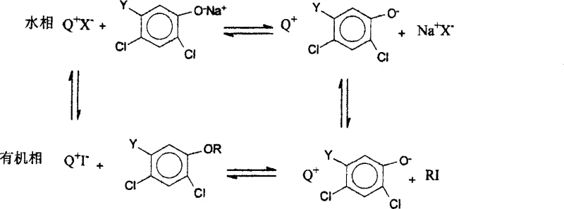 Reaction mechanism showing the phase transfer catalytic cycle and in situ halogen exchange