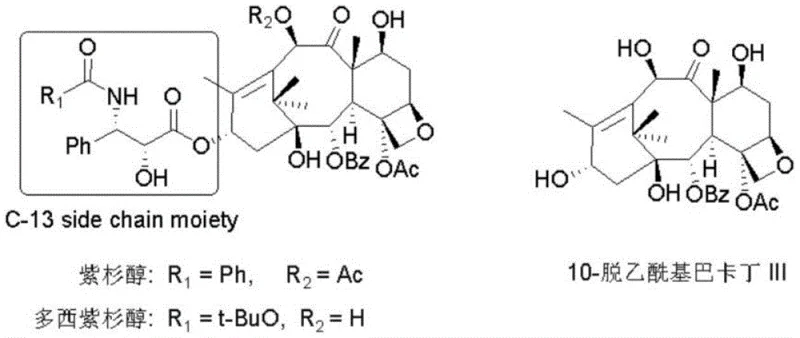 Structural comparison of Paclitaxel, Docetaxel, and 10-deacetylbaccatin III showing the critical C-13 side chain moiety