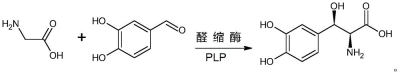 Reaction scheme showing the one-step aldolase catalyzed condensation of glycine and 3,4-dihydroxybenzaldehyde to form Droxidopa
