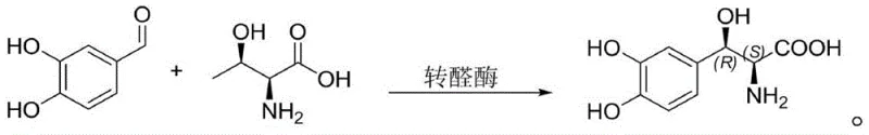 Novel enzymatic synthesis of Droxidopa using 3,4-dihydroxybenzaldehyde and L-threonine catalyzed by transaldolase
