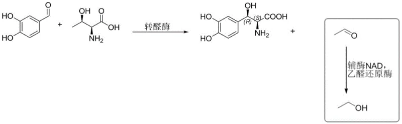 Mechanism of acetaldehyde removal using acetaldehyde reductase to prevent enzyme inactivation