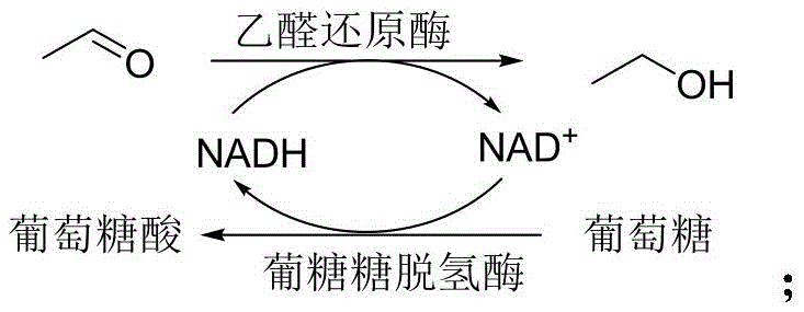 Cofactor regeneration cycle using glucose dehydrogenase to recycle NADH