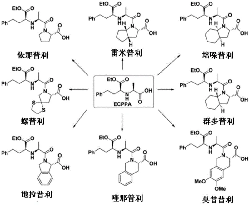 Structural relationship of ECPPA to various ACE inhibitor drugs like Enalapril and Ramipril