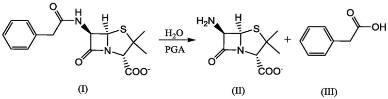 Hydrolysis of Penicillin G to 6-APA and Phenylacetic Acid catalyzed by PGA