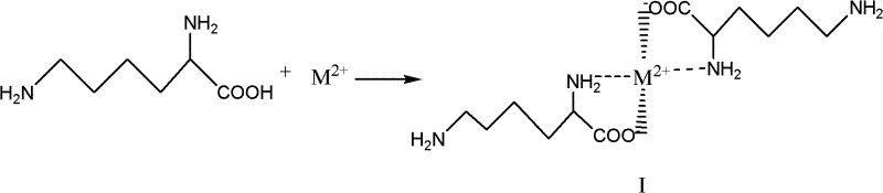 Chemical structure showing the formation of the lysine-metal chelate complex where the divalent ion M2+ coordinates with the alpha-amino and carboxyl groups