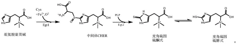 Two-step enzymatic reaction pathway converting histidine betaine and cysteine to ergothioneine via CHER intermediate