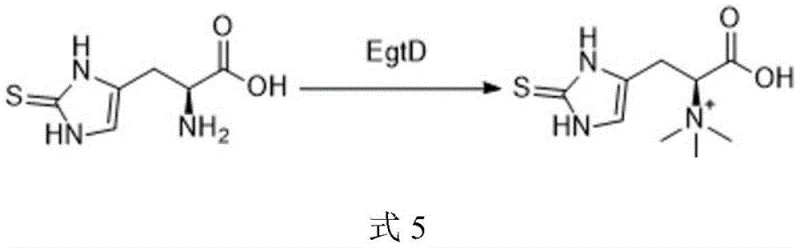Enzymatic methylation of thiohistidine to ergothioneine using EgtD and SAM