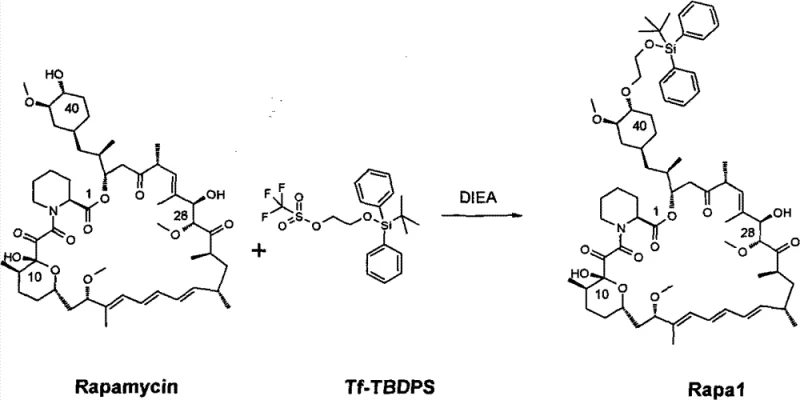 Chemical reaction scheme showing the silylation of Rapamycin to form the Rapa1 intermediate using Tf-TBDPS and DIEA in toluene