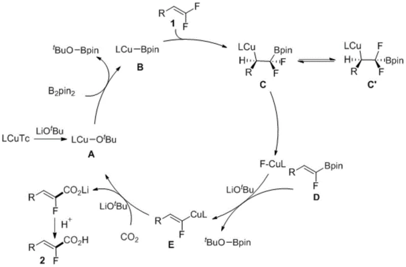 Proposed catalytic cycle for the copper-catalyzed carboxylation reaction