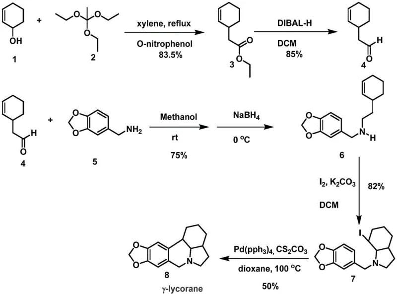 Complete synthetic route for gamma-lycorane showing Johnson-Claisen rearrangement and cyclization steps