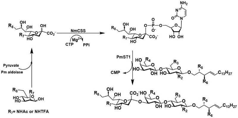 Schematic representation of the one-pot three-enzyme synthesis pathway for sialylated lactosylceramide
