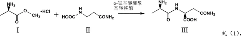 Reaction scheme showing the enzymatic synthesis of glutamine dipeptide from L-alanine methyl ester and L-glutamine catalyzed by alpha-amino acid ester acyltransferase