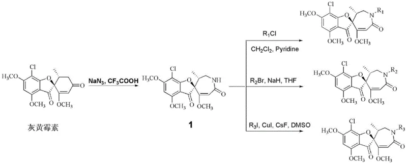 General reaction scheme showing the Schmidt rearrangement of griseofulvin to intermediate 1 and subsequent derivatization to form compounds 2a-2f