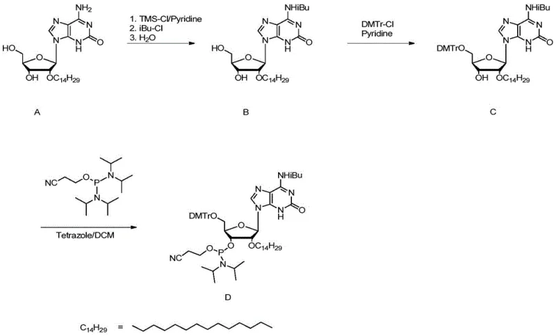 Downstream synthesis pathway showing conversion of isoguanosine intermediate to phosphoramidite building blocks for oligonucleotide assembly