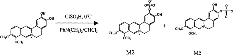Reaction scheme showing the sulfation of demethyleneberberine to form metabolites M2 and M5 using chlorosulfonic acid