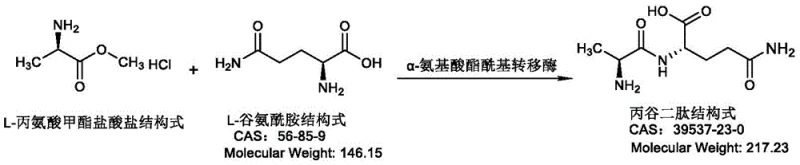 Reaction scheme showing L-Alanine methyl ester hydrochloride and L-Glutamine converting to L-Alanyl-L-Glutamine via alpha-amino acid ester acyltransferase