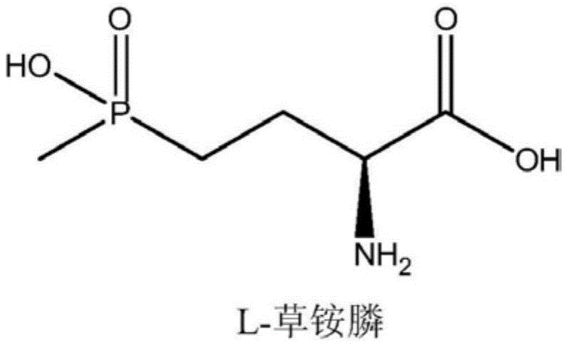 Chemical structure of L-Glufosinate showing the chiral center and phosphinic acid group