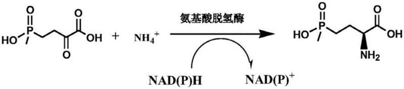 Mechanism of enzymatic reductive amination showing cofactor regeneration and ammonia incorporation