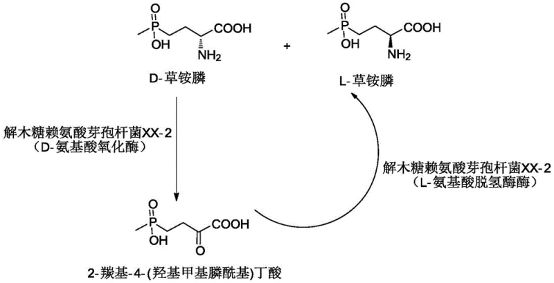 Microbial catalytic racemization mechanism of L-glufosinate-ammonium using Lysinibacillus xylolyticus XX-2