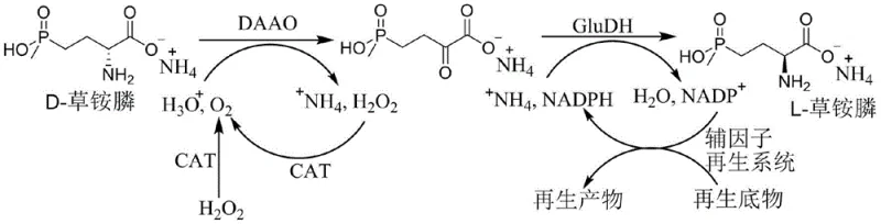 Catalytic cycle mechanism showing DAAO oxidation, Catalase oxygen generation, and GluDH reduction for L-glufosinate-ammonium synthesis